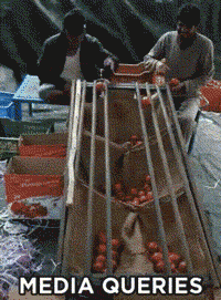 two men sort fruit by sending them down a metal slide contraption that allows the fruit to fall into separate bins depending on their size, caption says “media queries”